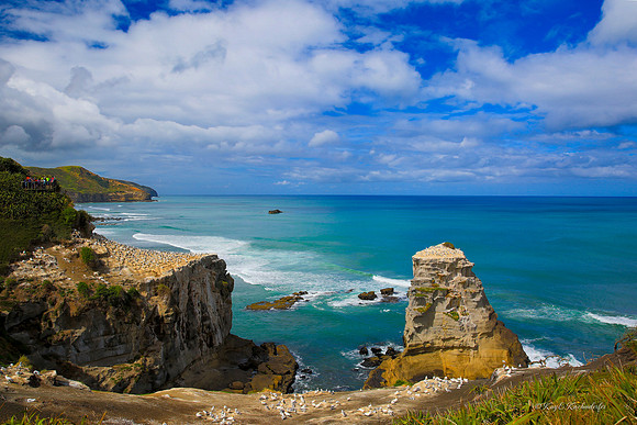 Muriwai Gannet Colony